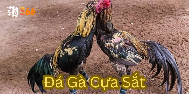 Đá Gà Cựa Sắt: Sự Lựa Chọn Hoàn Hảo Cho Cuộc Đấu Đỉnh Cao