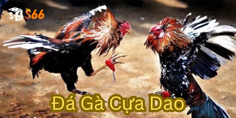 Đá Gà Cựa Dao: Cuộc Chiến Sinh Tử Trên Sàn Đấu