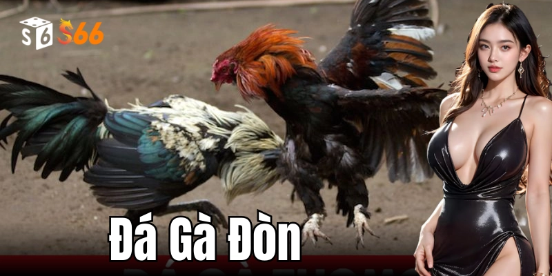 Đá Gà Đòn – Bí Kíp Chọi Gà Cực Chuẩn Từ S666