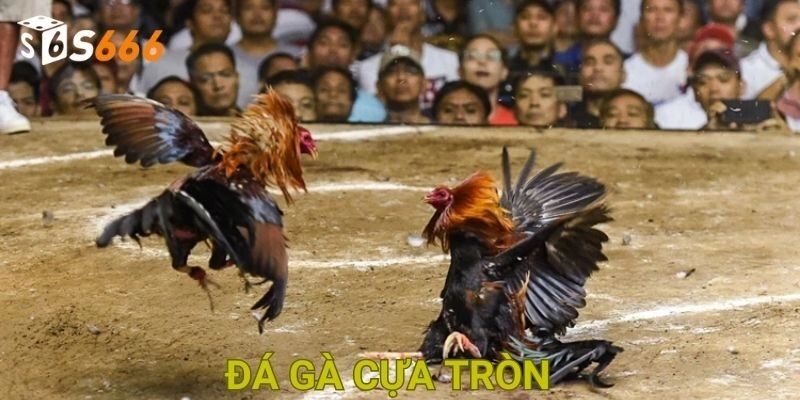 Đá Gà Cựa Tròn S666 – Chinh Phục Nghệ Thuật Chọi Gà Đẳng Cấp